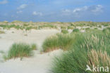 Marram (Ammophila arenaria)