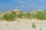 Marram (Ammophila arenaria)