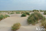 Marram (Ammophila arenaria)