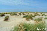 Marram (Ammophila arenaria)