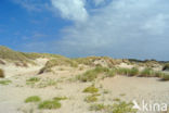 Marram (Ammophila arenaria)