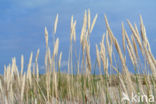 Marram (Ammophila arenaria)