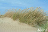 Marram (Ammophila arenaria)