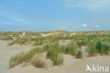 Marram (Ammophila arenaria)