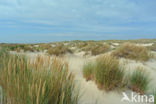 Marram (Ammophila arenaria)