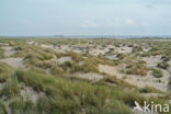 Marram (Ammophila arenaria)