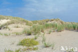 Marram (Ammophila arenaria)