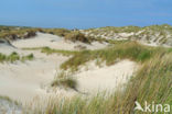 Marram (Ammophila arenaria)