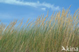 Marram (Ammophila arenaria)