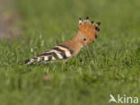 Hoopoe (Upupa epops)