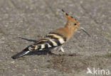 Hoopoe (Upupa epops)