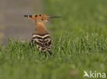 Hoopoe (Upupa epops)