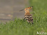 Hoopoe (Upupa epops)