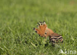 Hoopoe (Upupa epops)