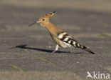 Hoopoe (Upupa epops)