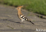 Hoopoe (Upupa epops)