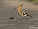 Hoopoe (Upupa epops)