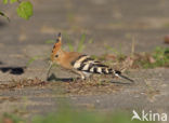 Hoopoe (Upupa epops)