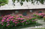 Hortensia (Hydrangea spec)