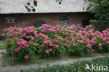 Hortensia (Hydrangea spec)