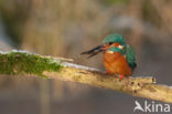 IJsvogel (Alcedo atthis)