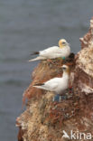 Northern Gannet (Morus bassanus)