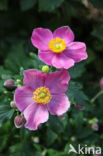 Japanese Anemone (Anemone japonica)