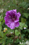 Kaasjeskruid (Malva spec)