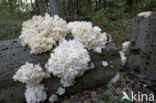 Coral tooth (Hericium coralloides)