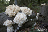 Coral tooth (Hericium coralloides)