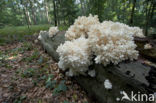 Coral tooth (Hericium coralloides)