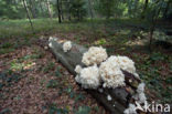 Coral tooth (Hericium coralloides)