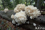 Kammetjesstekelzwam (Hericium coralloides)
