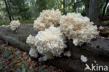 Coral tooth (Hericium coralloides)