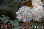 Coral tooth (Hericium coralloides)