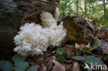 Coral tooth (Hericium coralloides)