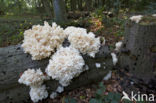 Coral tooth (Hericium coralloides)