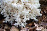 Coral tooth (Hericium coralloides)