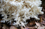 Coral tooth (Hericium coralloides)