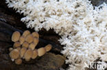 Kammetjesstekelzwam (Hericium coralloides)