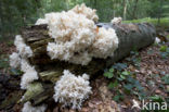 Coral tooth (Hericium coralloides)