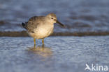 Kanoetstrandloper (Calidris canutus)