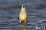 Kanoetstrandloper (Calidris canutus)