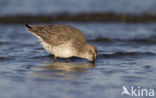 Kanoetstrandloper (Calidris canutus)