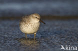 Kanoetstrandloper (Calidris canutus)