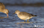 Kanoetstrandloper (Calidris canutus)