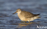 Red Knot (Calidris canutus)