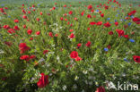 Poppy (Papaver spec.)