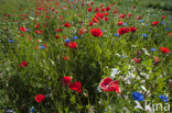 Poppy (Papaver spec.)