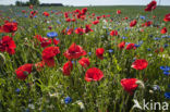 Poppy (Papaver spec.)